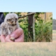 A young little owl in front of a golf course