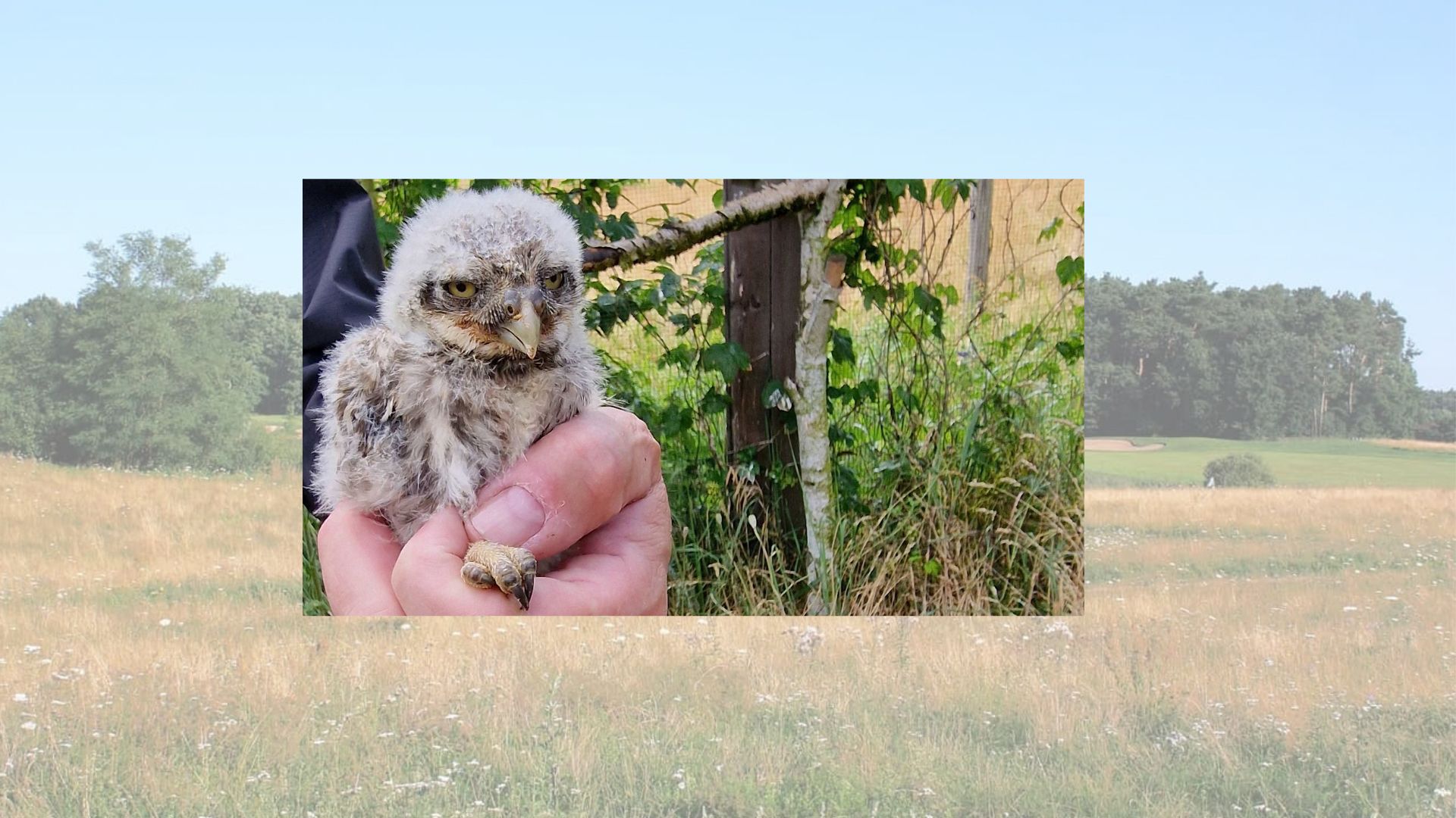 Little Owl Project GCC Seddiner See Golf Sustainable A young little owl in front of a golf course