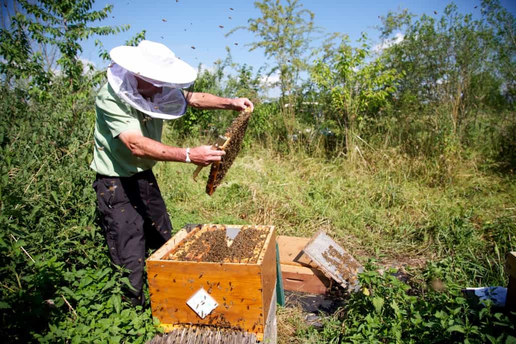 Willi Hermann with his beehives in summer (Photo: Gamböck/GCE)