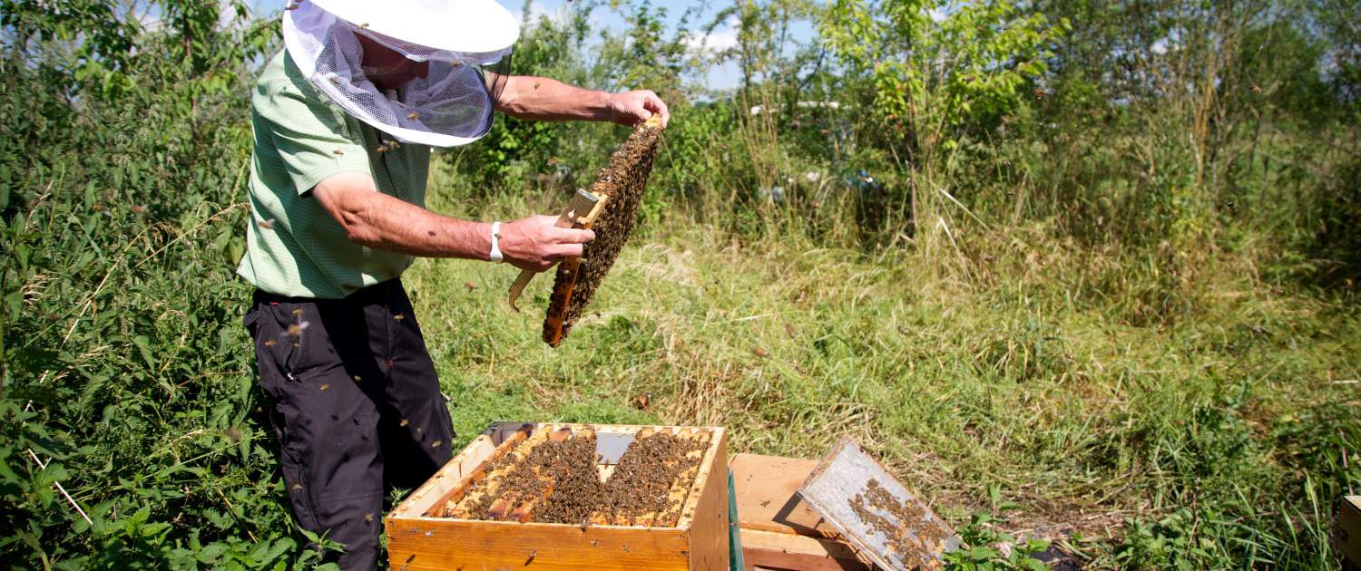 Willi Hermann with his beehives in summer (Photo: Gamböck/GCE)