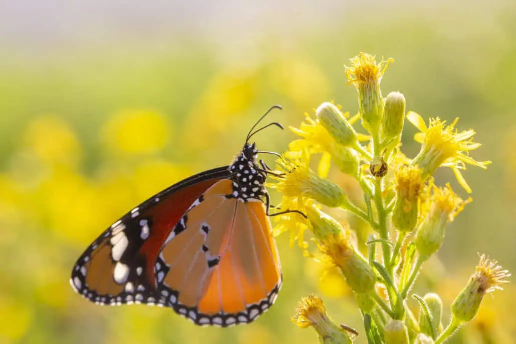 Sultan Schmetterling auf einer Pflanze
