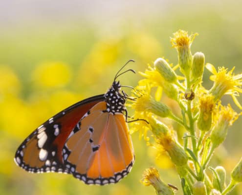 Sultan Schmetterling auf einer Pflanze