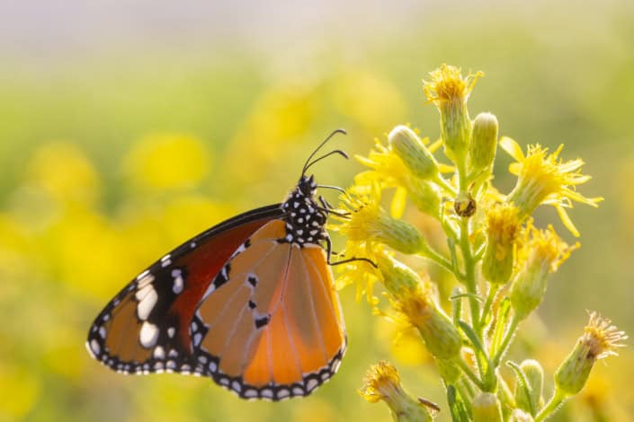 Sultan Schmetterling auf einer Pflanze