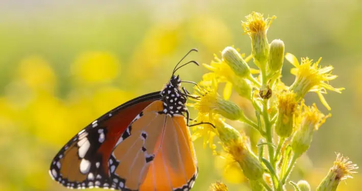 Sultan Schmetterling auf einer Pflanze