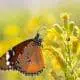 Sultan Schmetterling auf einer Pflanze