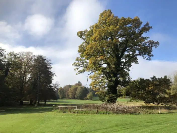 Große Eiche auf dem Golfplatz Feldafing