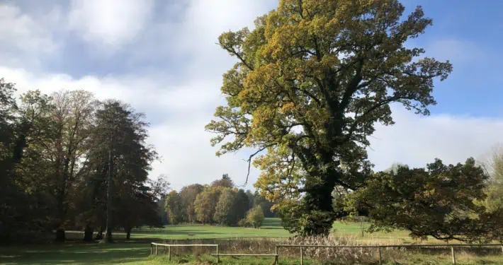 Große Eiche auf dem Golfplatz Feldafing