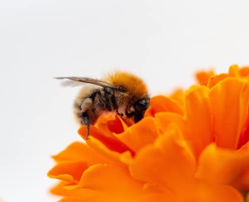 Wildbiene sitzt auf einer orangefarbenen Blüte