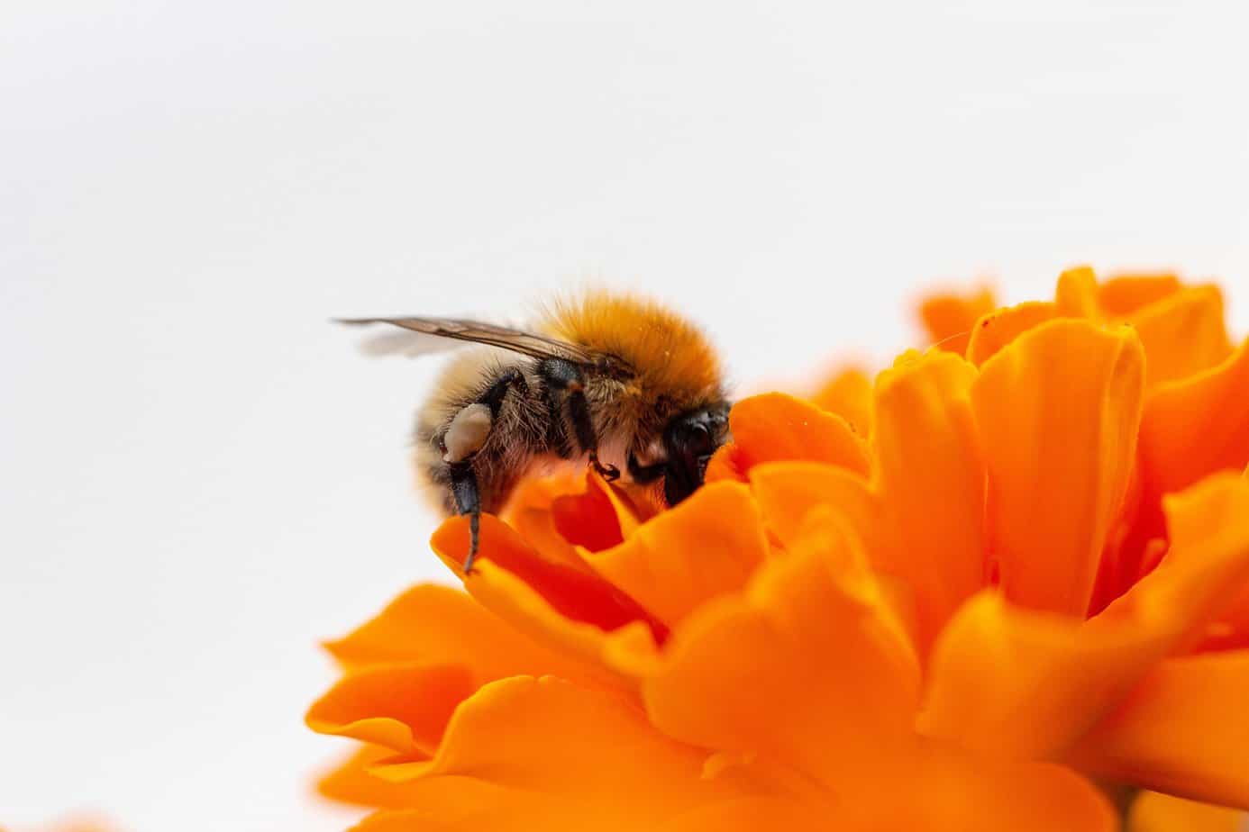 Wildbiene sitzt auf einer orangefarbenen Blüte
