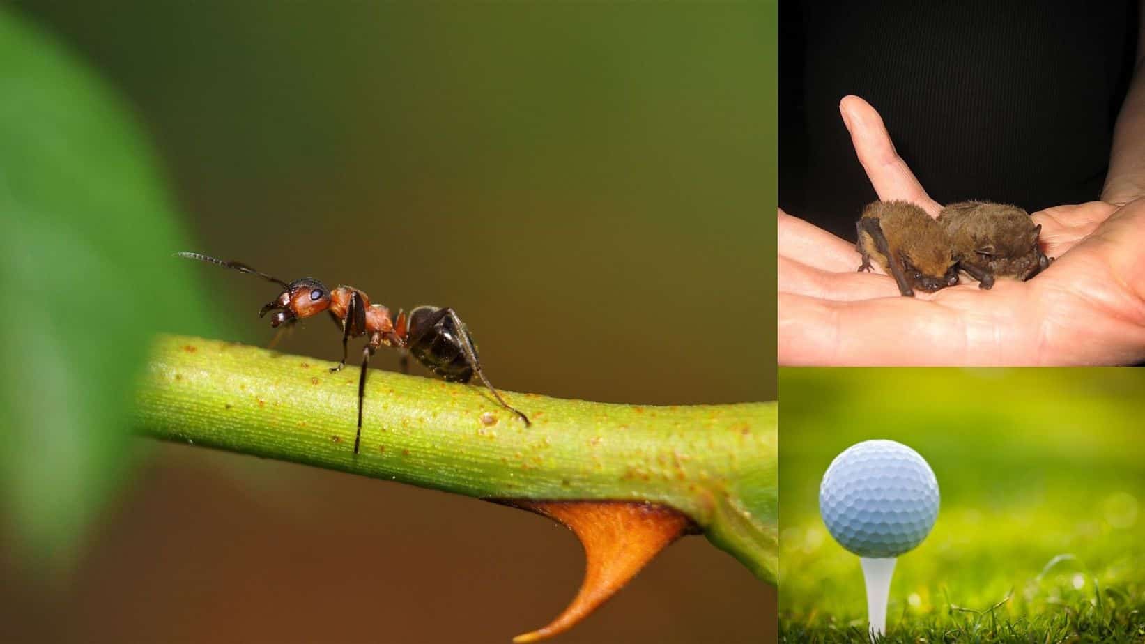 Golfrise Insect Golf before next level in species protection - Golf Sustainable