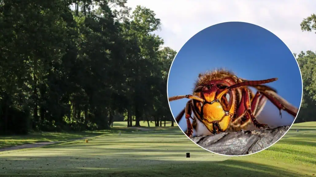 Hornissen auf einem Golfplatz