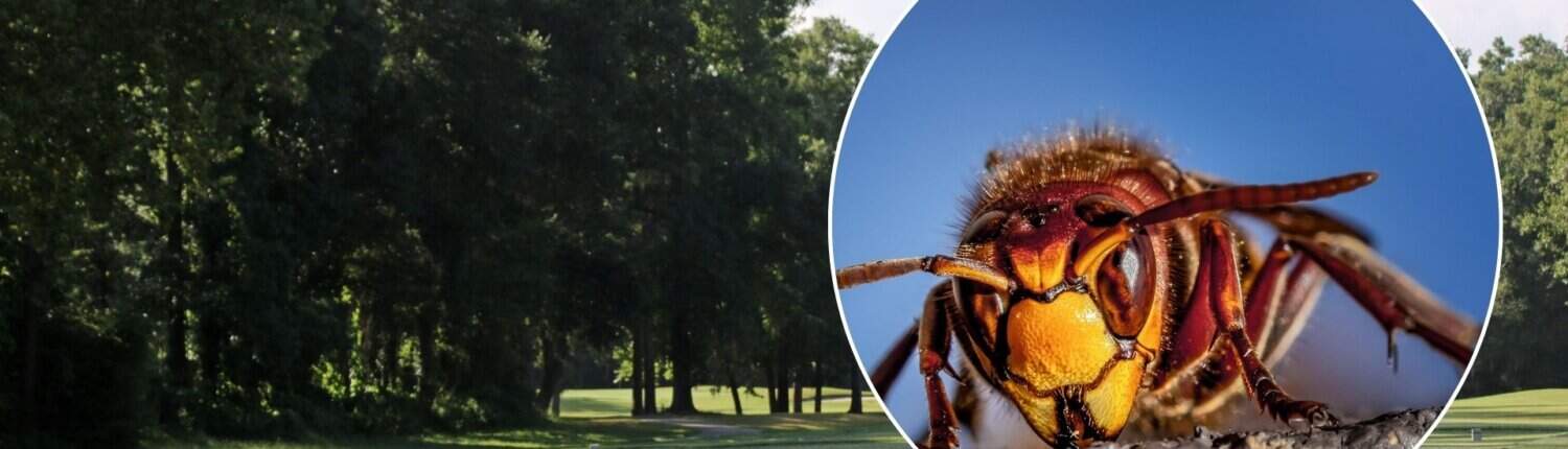 Hornissen auf einem Golfplatz