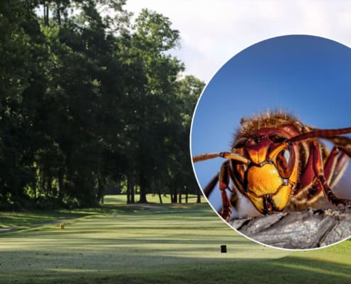 Hornissen auf einem Golfplatz