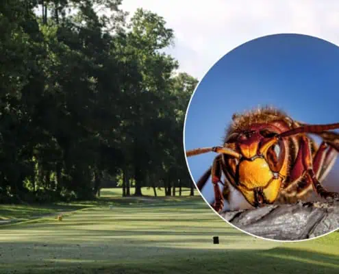 Hornissen auf einem Golfplatz
