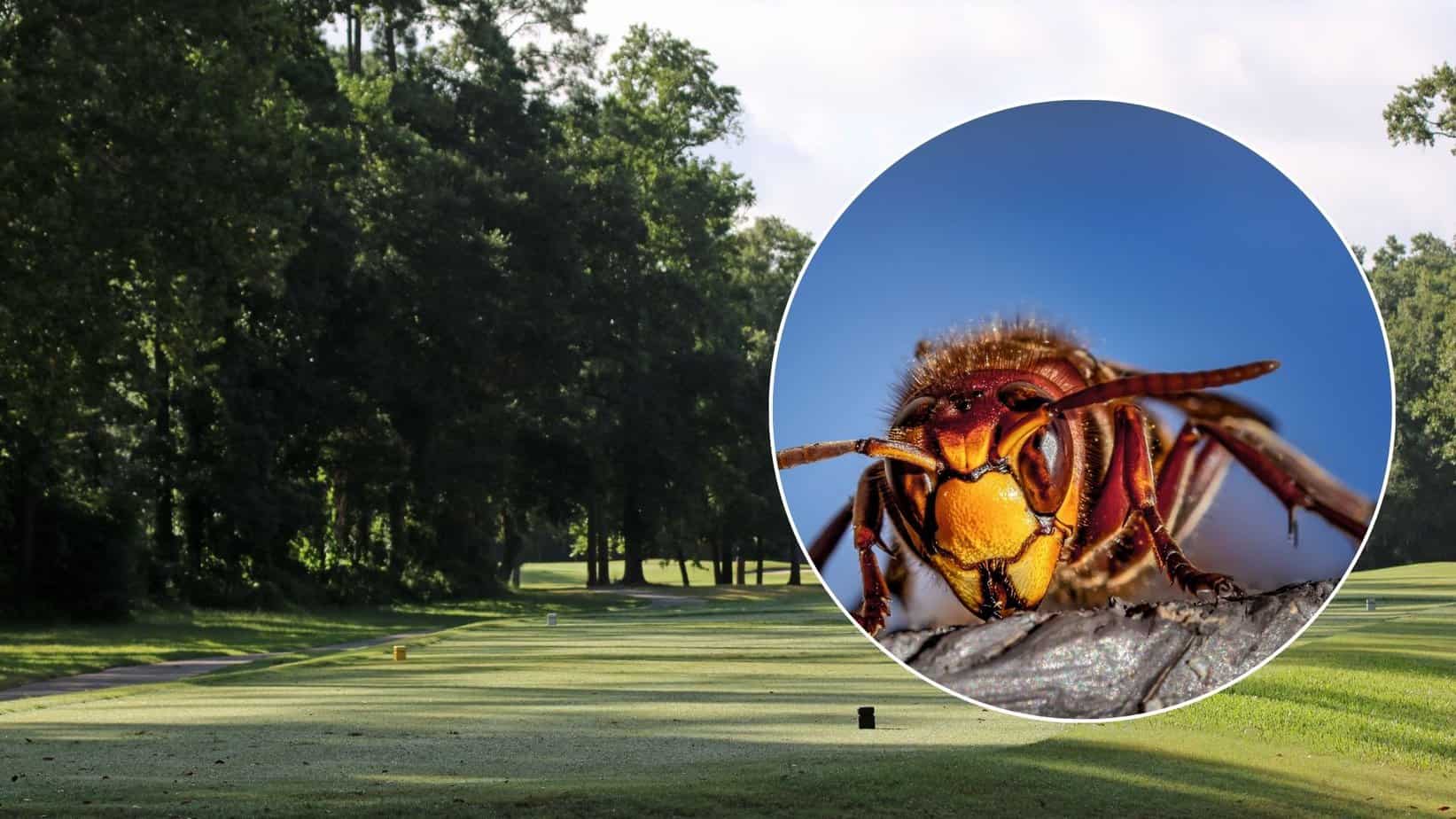 Hornissen auf einem Golfplatz