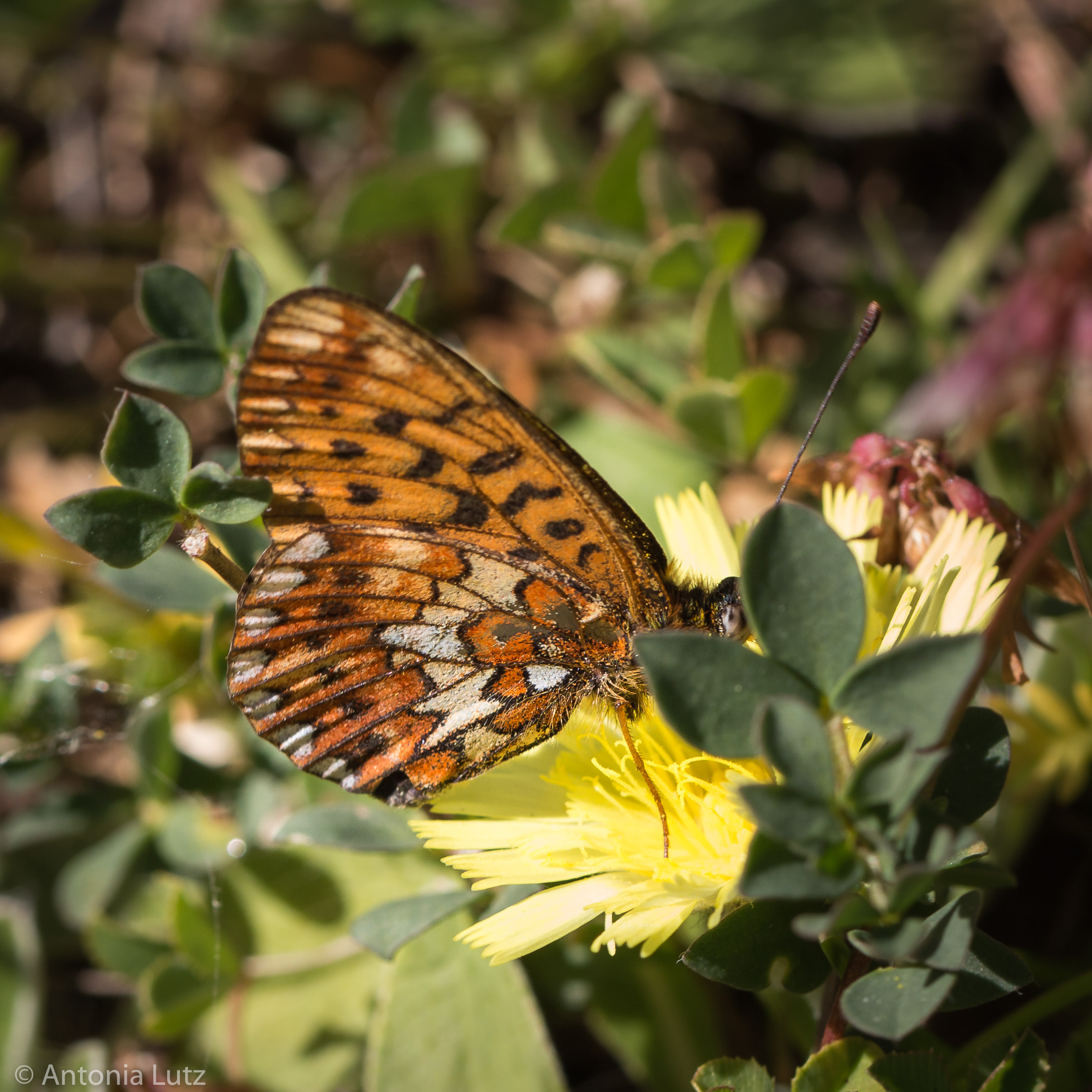 Andermatt Responsible: Monitoring zeigt Artenvielfalt