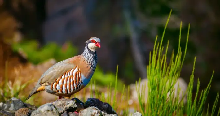 Partridge (Photo: Anna Lurye / Shutterstock.com)