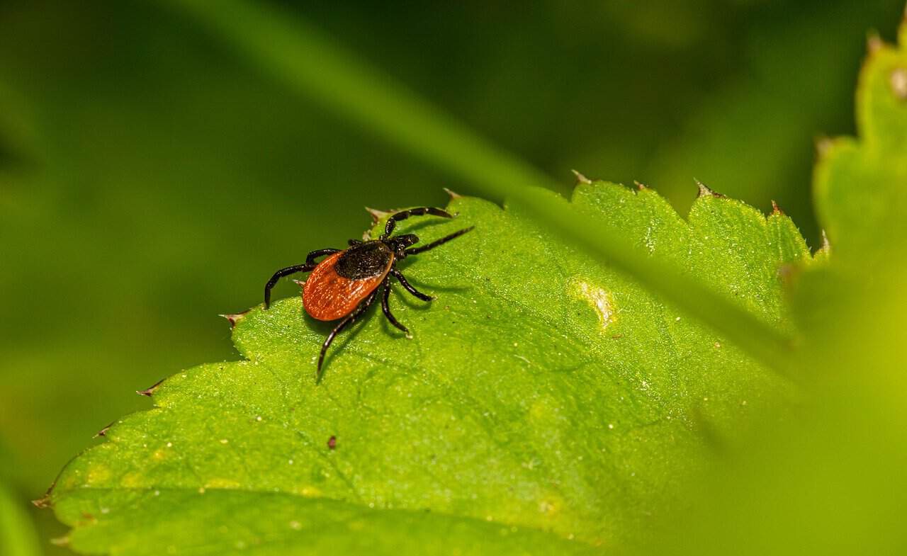 Tick on a leaf