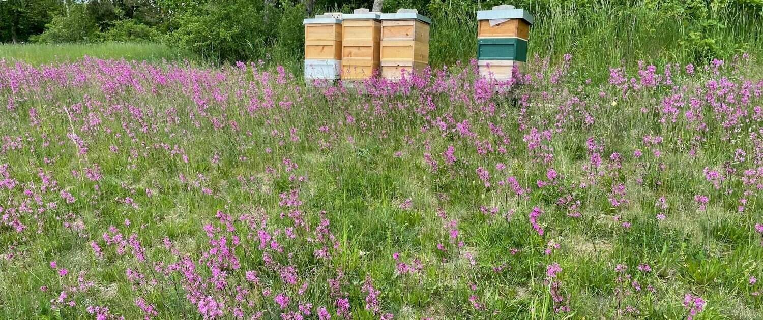 Bee colonies at the Golf- und Landclub Oberpfälzer Wald (Photo: Markus Böhner)