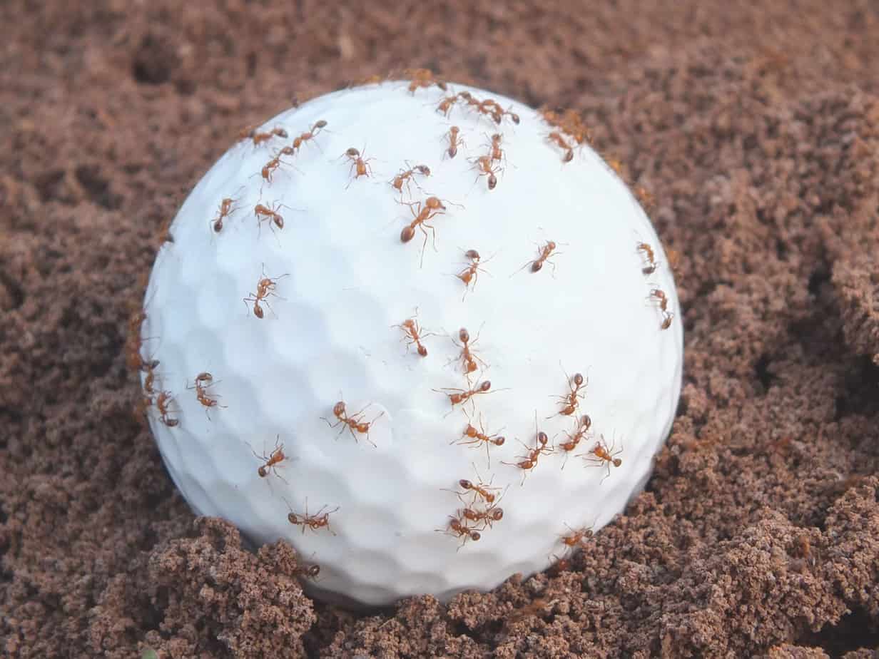 Golfball mit Ameisen