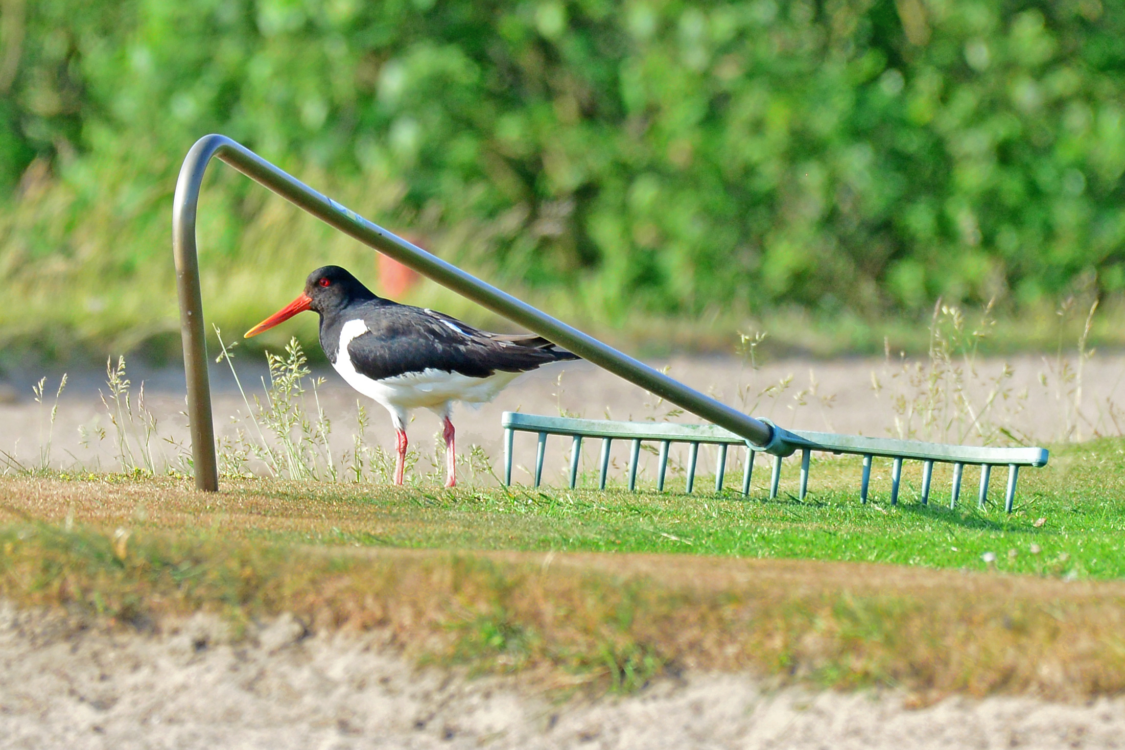 An oystercatcher walks next to a bunker rake along a golf bunker and demonstrates, who big is biodiversity on golf courses in Schleswig-Holstein