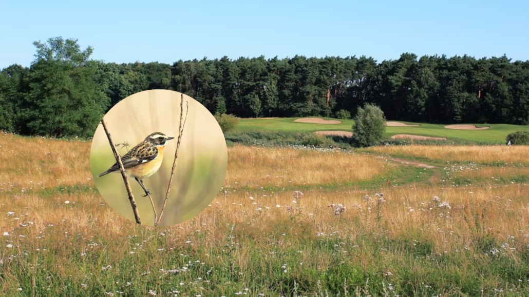 Golfloch des Golf- und Country Club Seddiner See mit einem eingeblendeten Bild eines Braunkehlchens