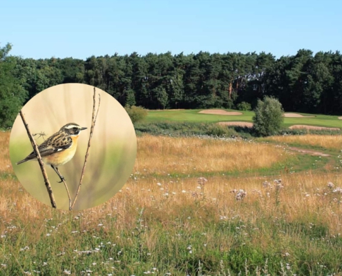 Golfloch des Golf- und Country Club Seddiner See mit einem eingeblendeten Bild eines Braunkehlchens