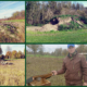 Vier Bilder der Naturflächen des GC Gäuboden, die für Nachhaltigkeit auf dem Golfplatz stehen
