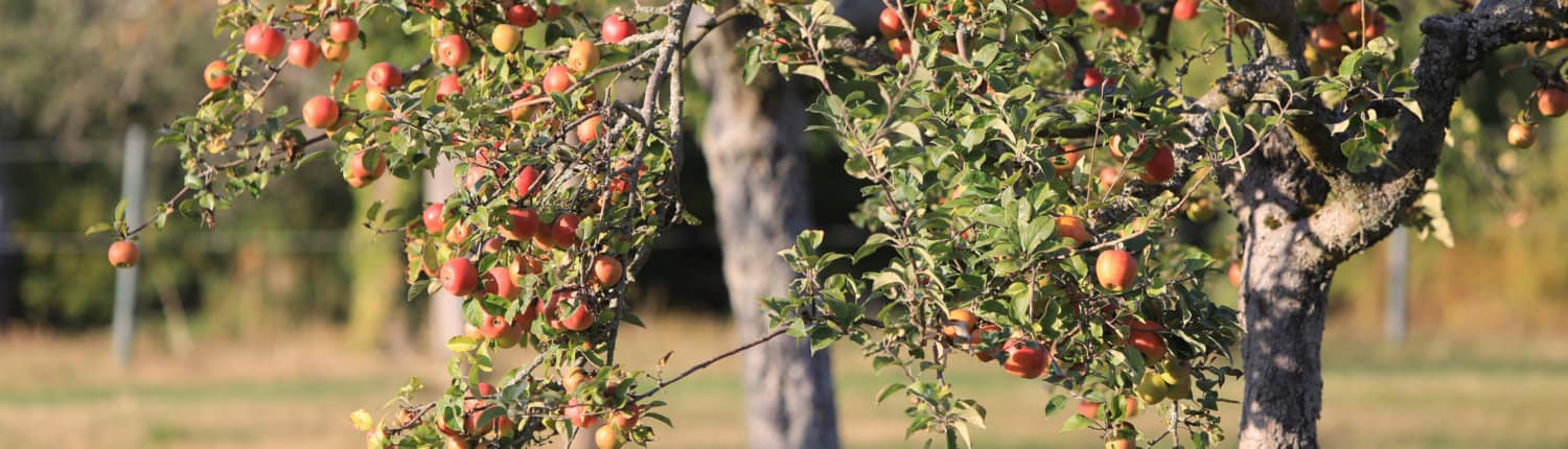 Voll behangene Apfelbäume mit dicken, roten Äpfeln