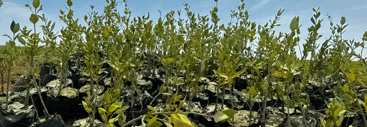 Junge Mangrovenpflanzen vor blauem Himmel