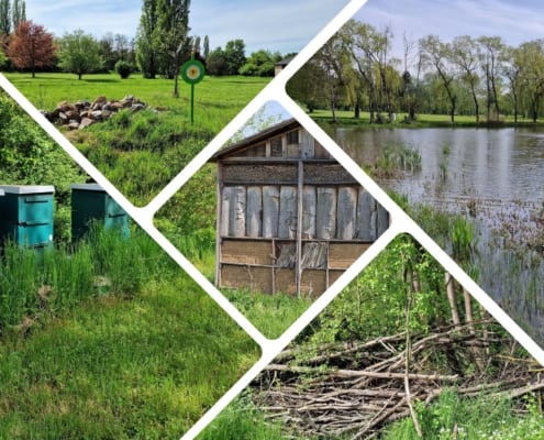 Lesesteinhaufen, Totholz, Bienenstöcke und Flachwasser im GC Main Taunus
