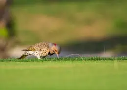 Vogel auf dem Golfplatz