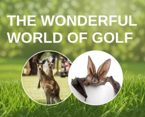 Eine Fledermaus und ein Kängeruf auf einem Golfplatz