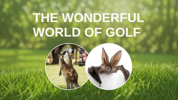 Eine Fledermaus und ein Kängeruf auf einem Golfplatz