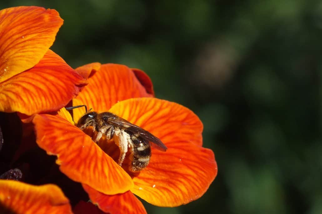 Foto einer Wildbiene in einer roten Blüte