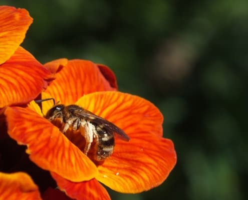 Foto einer Wildbiene in einer roten Blüte