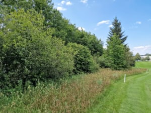 Blick auf einen Heckensaum im GC Isarwinkel