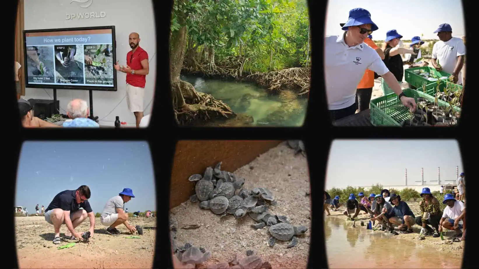 Collage mehrerer Fotos mit Mangroven