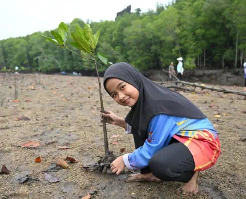 Malayisches Mädchen beim Einpflanzen einer Mangrove