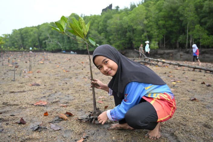 Malayisches Mädchen beim Einpflanzen einer Mangrove