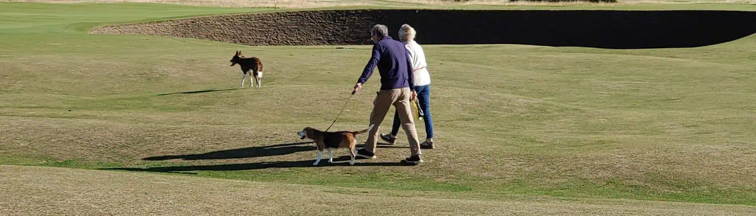 Spaziergänger mit Hund auf dem Old Course