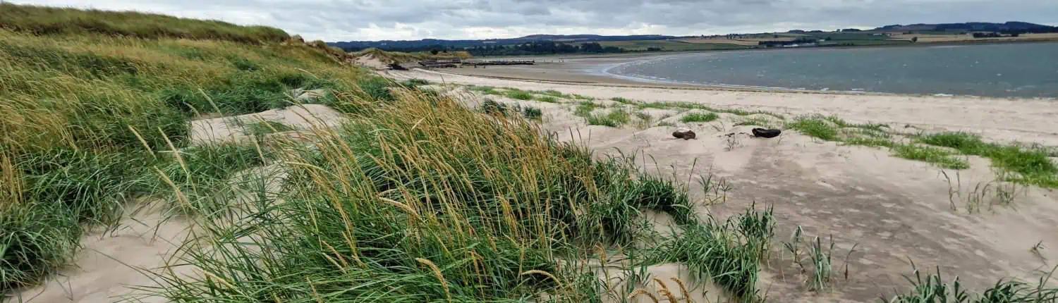 Stabilization of dunes