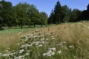 Meadow at GC de Lausanne