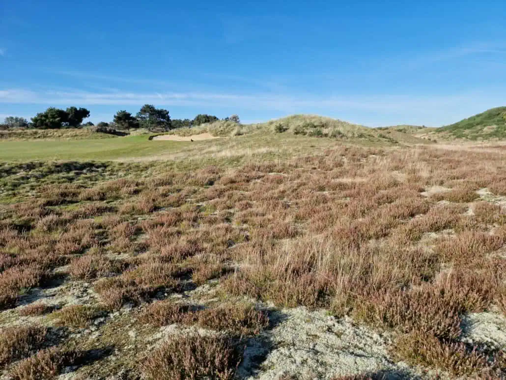 Heidefläche im GC Föhr