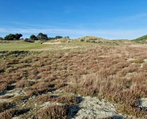 Heidefläche im GC Föhr