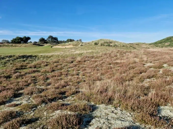 Heidefläche im GC Föhr