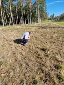 A person checks an area of heather seedlings.