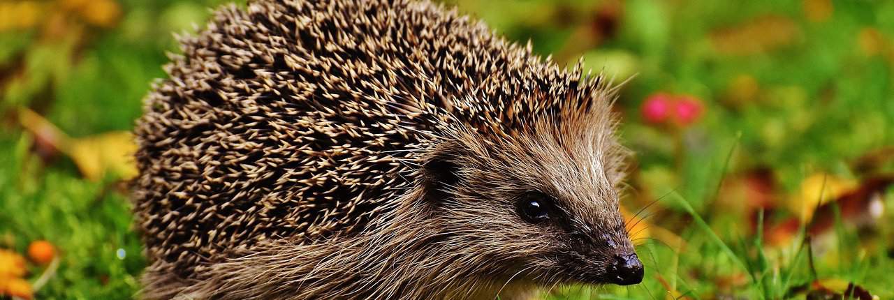 Kleiner Igel im Grünen.