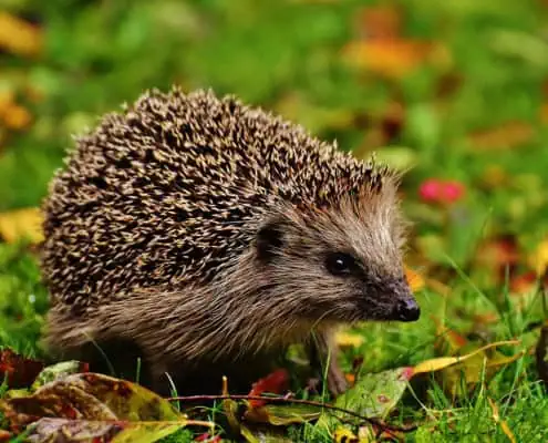 Kleiner Igel im Grünen.