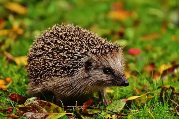 Kleiner Igel im Grünen.